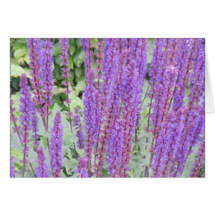 Purple flowers, Bruges, Belgium