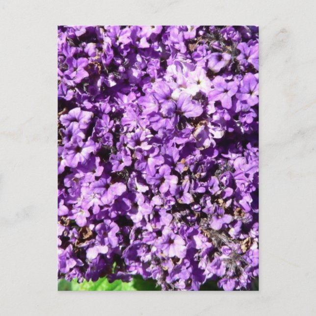 Purple Flowers Bush Postcard (Front)