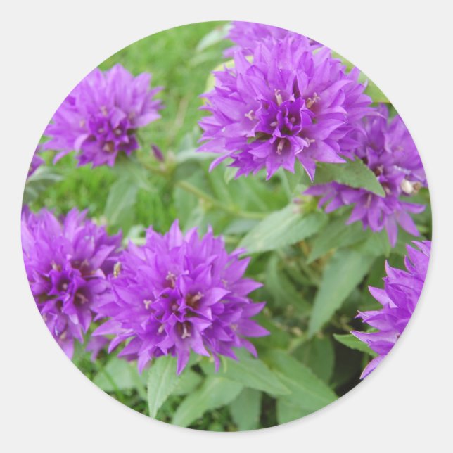 purple flowers classic round sticker (Front)