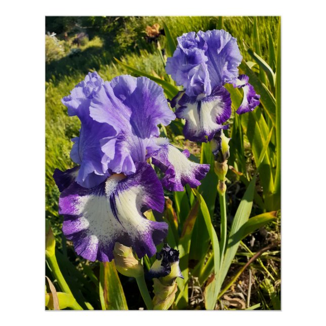 Purple Flowers Floral Iris Irises Mothers Day Poster (Front)