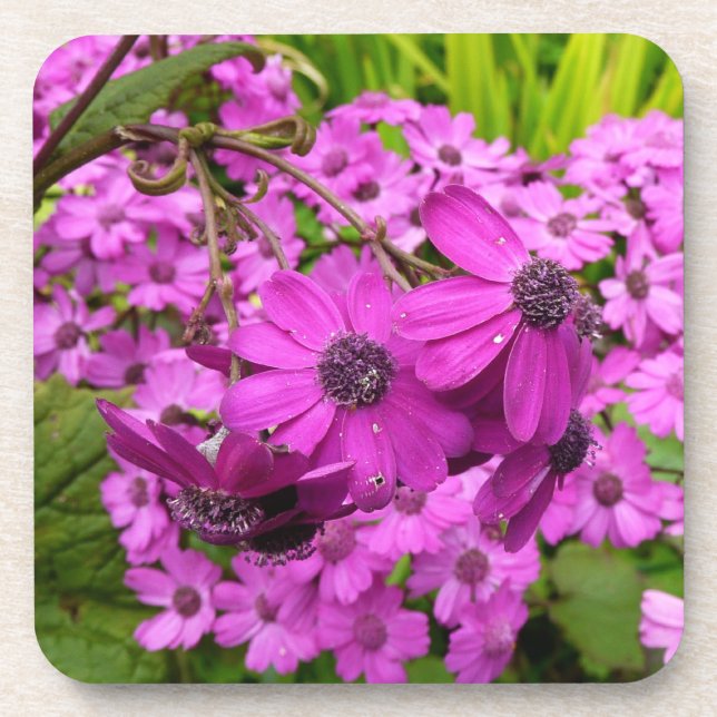 Purple Flowers from San Francisco Coaster (Front)