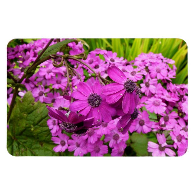 Purple Flowers from San Francisco Magnet (Horizontal)