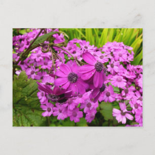 Purple Flowers from San Francisco Postcard