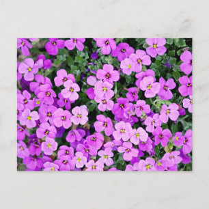 Purple Flowers Garden-22195 Postcard
