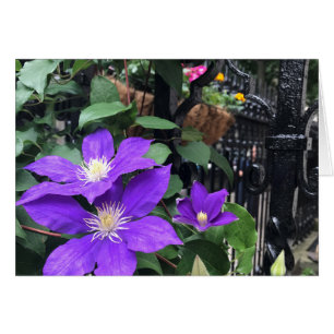 Purple Flowers Garden Gate NYC Photograph