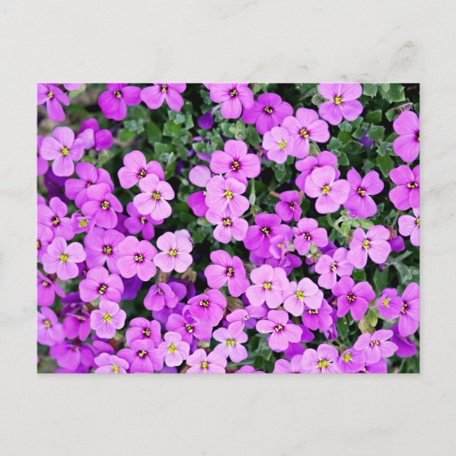 Purple Flowers Garden  Postcard (Front)