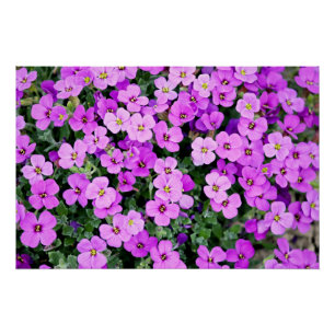 Purple Flowers Garden  Poster