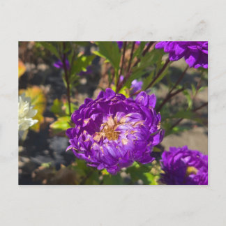Purple flowers holiday postcard