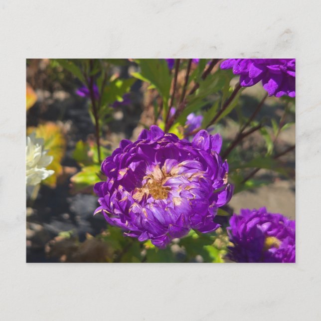 Purple flowers holiday postcard (Front)
