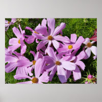 purple flowers in the sun