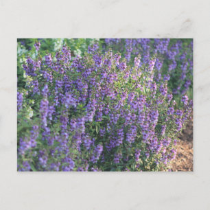 Purple Flowers in the Sunlight Postcard