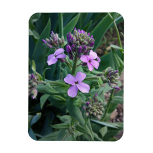 Purple Flowers Magnet
