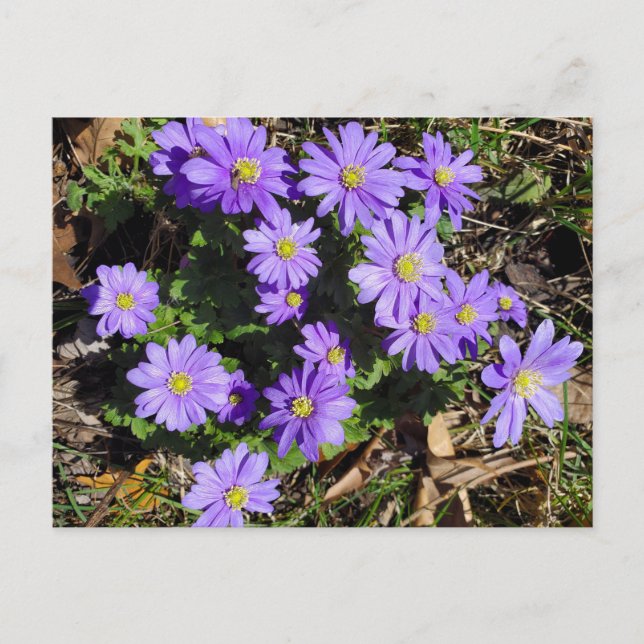 Purple flowers postcard (Front)