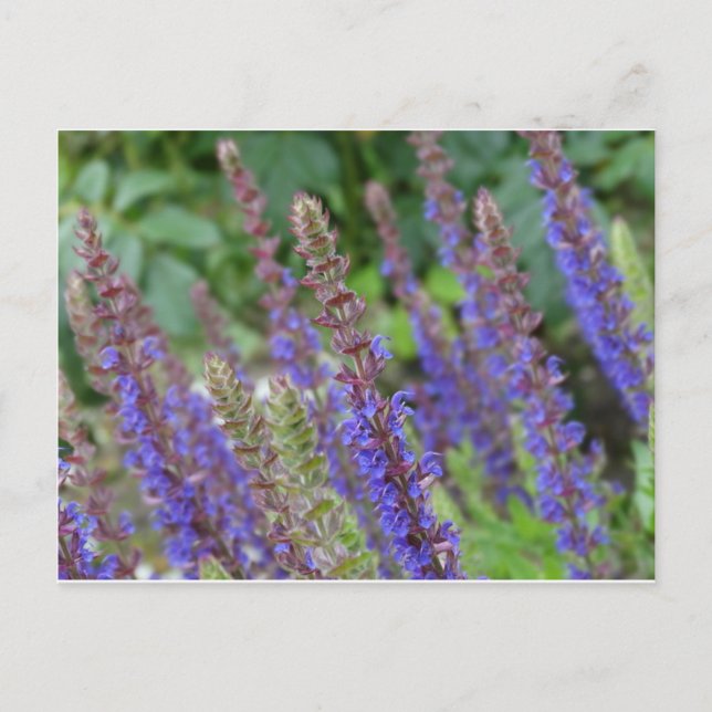Purple flowers postcard (Front)