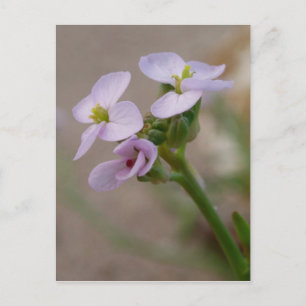 Purple Flowers Postcard