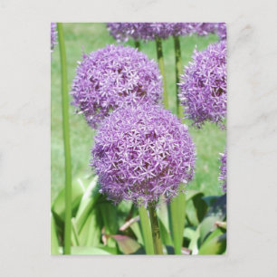 Purple Flowers Postcard