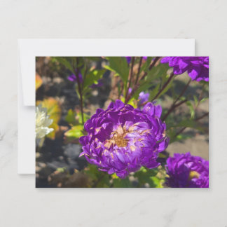 Purple flowers postcard