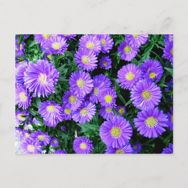 Purple Flowers Postcard (Front)
