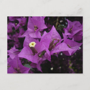 Purple flowers Postcard
