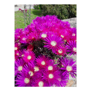 Purple Flowers Poster