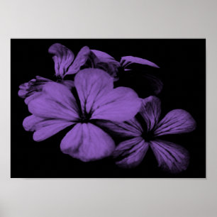 Purple Flowers Print