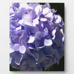 Purple flowers purple floral purple hydrageas plaque