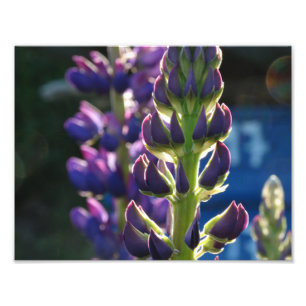 Purple Flowers Spring Photo  Print