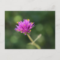 Purple Flowers Summer Nature Photography Floral