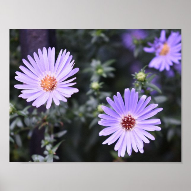 Purple Flowers Summer Nature Photography Floral Poster (Front)