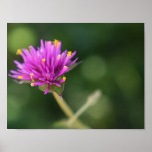 Purple Flowers Summer Nature Photography Floral Poster