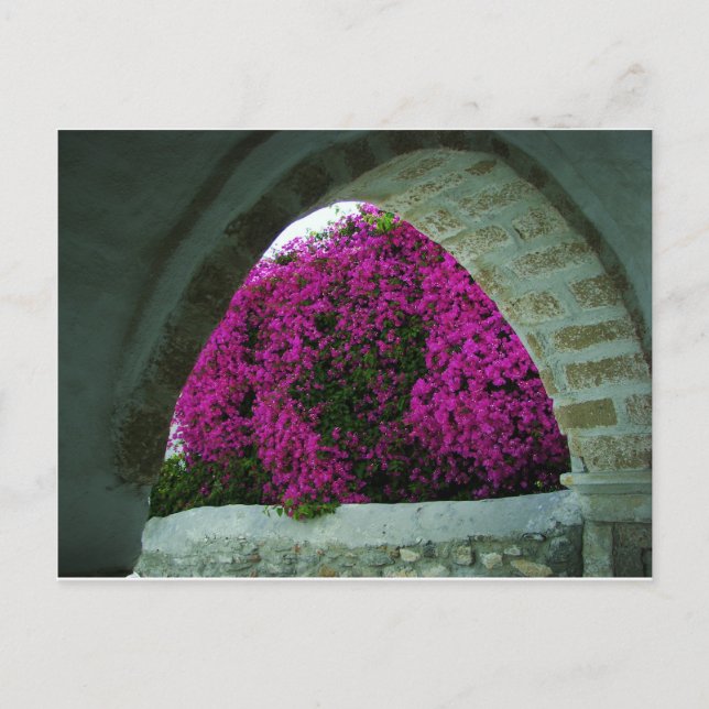 Purple flowers through an arch. postcard (Front)
