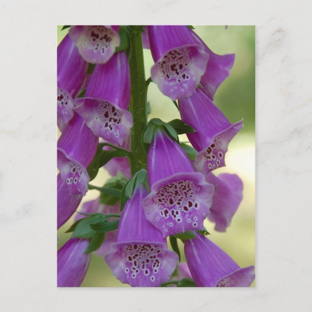 Purple Foxglove Postcard (Front)