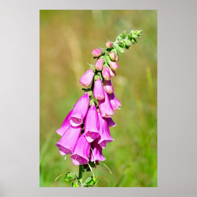 Purple foxglove poster (Front)
