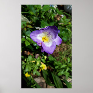 Purple Freesia Flowers Poster