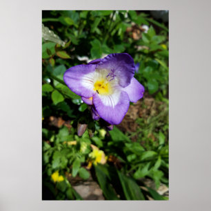 Purple Freesia Flowers Poster