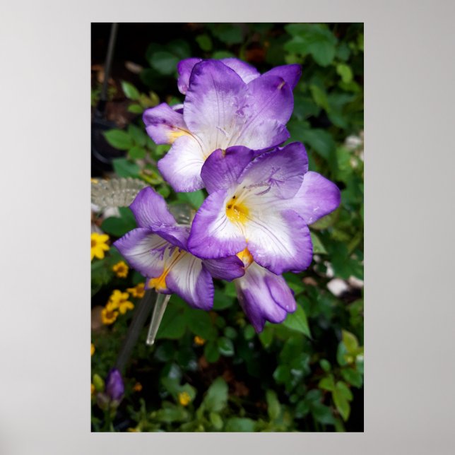 Purple Freesia Flowers Poster (Front)