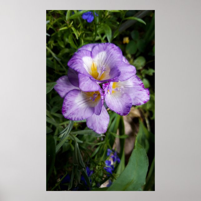 Purple Freesia Flowers Poster (Front)