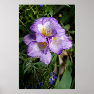 Purple Freesia Flowers Poster