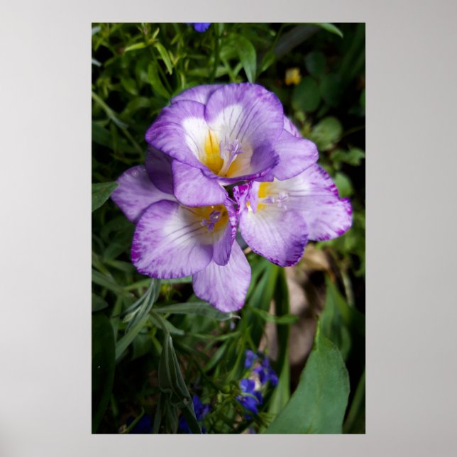 Purple Freesia Flowers Poster (Front)