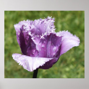 Purple Fringed Tulip Poster
