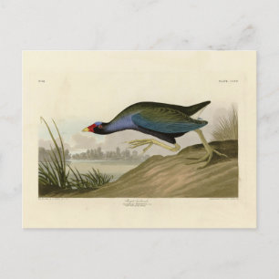 Purple Gallinule from Audubon's Birds of America Postcard