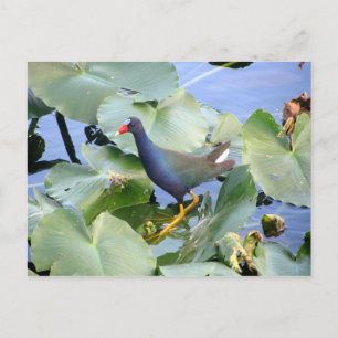 Purple Gallinule on Lily Pad Postcard