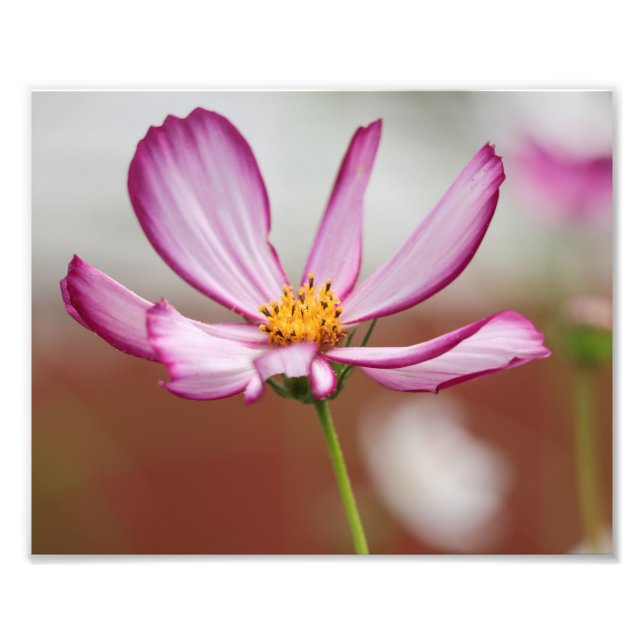 Purple Garden Cosmo Flower Close-up Photo Print (Front)