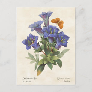 Purple Gentian Vintage Botanical Illustration Postcard