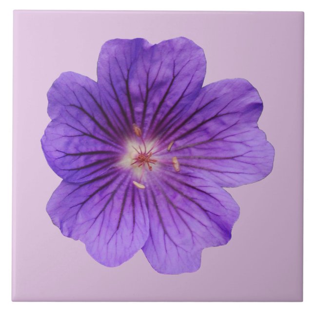 Purple Geranium Flower on Ceramic Tile (Front)