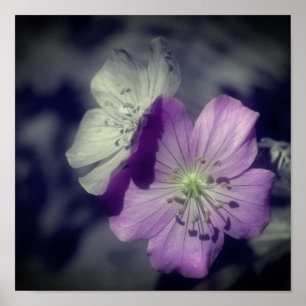 Purple Geranium Flowers Partial Colour Poster