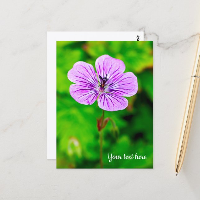 Purple Geranium Postcard (Front/Back In Situ)