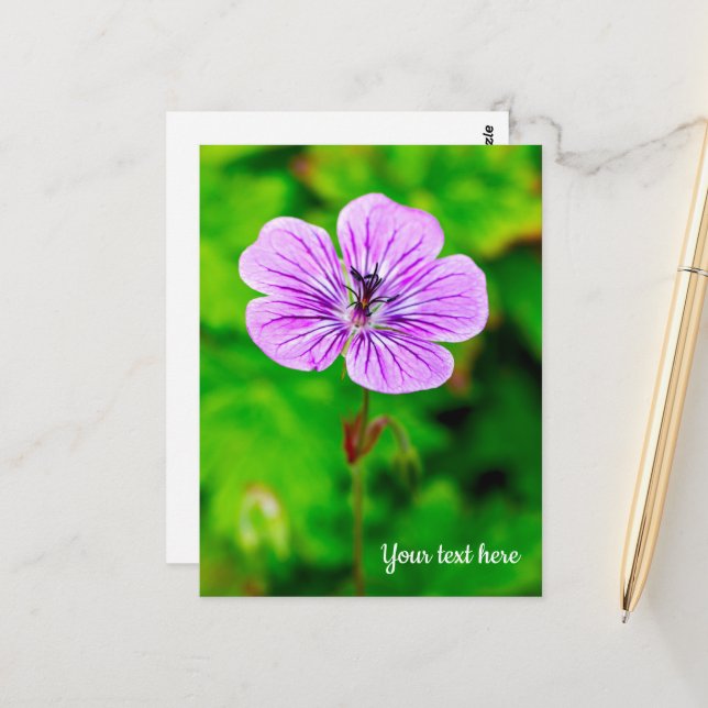 Purple Geranium Postcard (Front/Back In Situ)