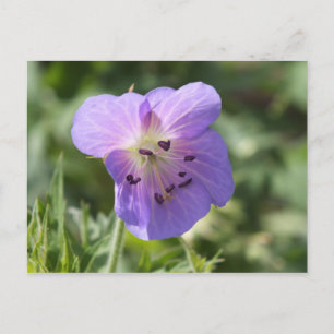 Purple Geranium Postcard