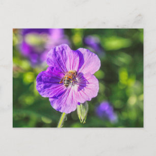 Purple Geranium with Honey Bee Postcard